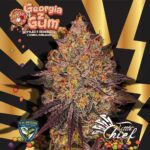 Little Chief Collabs GeorgiaZgum cannabis plant image 1