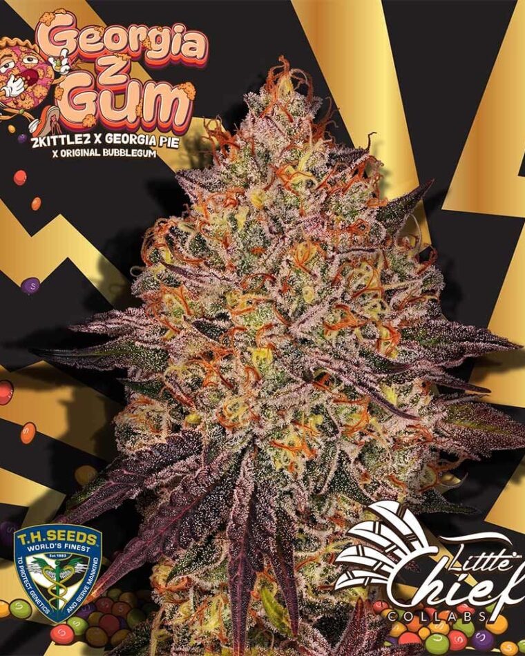Little Chief Collabs GeorgiaZgum cannabis plant image 1