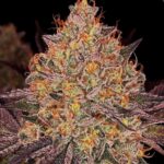 Little Chief Collabs GeorgiaZgum cannabis plant image 2