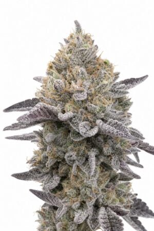 London Fog