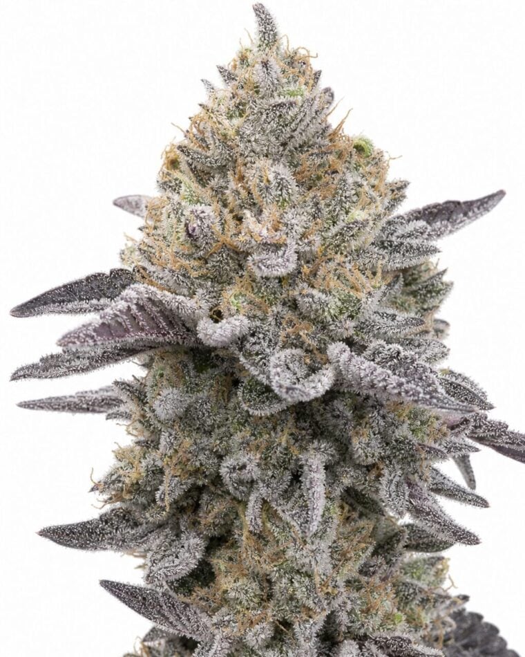 London Fog by Seed City Bulk Cannabis Seeds plant image
