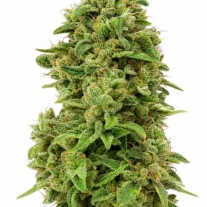 Mimosa TRIPLOID by Seed City Bulk Cannabis Seeds plant image