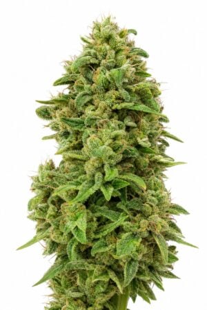 Mimosa TRIPLOID