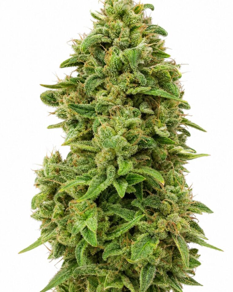Mimosa TRIPLOID by Seed City Bulk Cannabis Seeds plant image