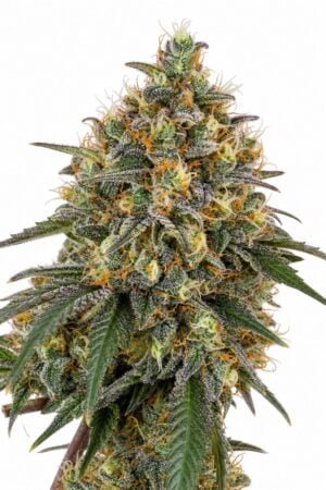 Moby Dick Auto