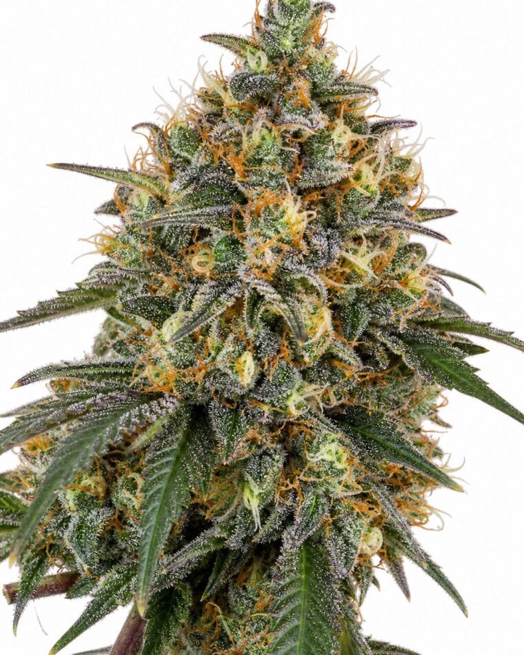 Moby Dick Auto by Seed City Bulk Cannabis Seeds plant image
