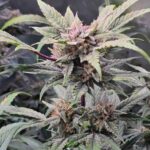 Night Owl Seeds 91 Bananas Auto cannabis plant image 1