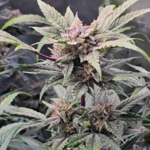 91 Bananas Auto