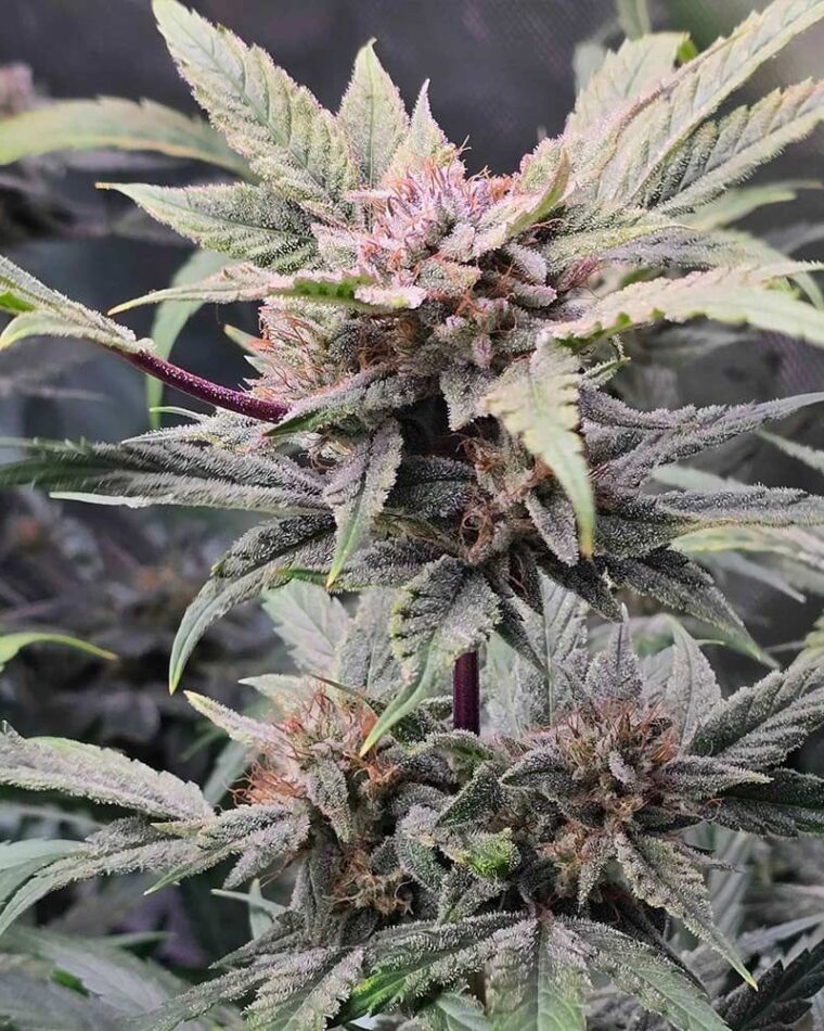 Night Owl Seeds 91 Bananas Auto cannabis plant image 1