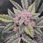 Night Owl Seeds 91 Bananas Auto cannabis plant image 2