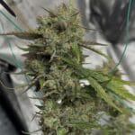 Night Owl Seeds Banana Isle Auto cannabis plant image 1