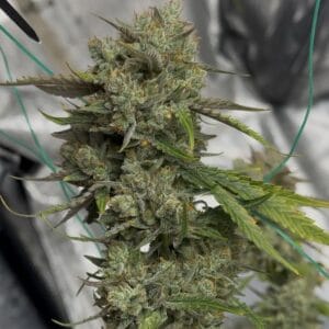 Night Owl Seeds Banana Isle Auto cannabis plant image 1