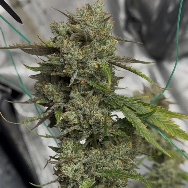 Night Owl Seeds Banana Isle Auto cannabis plant image 1