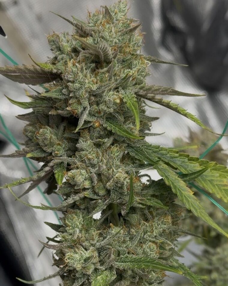 Night Owl Seeds Banana Isle Auto cannabis plant image 1