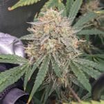 Night Owl Seeds Banana Isle Auto cannabis plant image 2