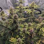 Night Owl Seeds Banana Isle Auto cannabis plant image 3
