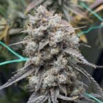 Night Owl Seeds Banana Milk Qookies Auto cannabis plant image 1