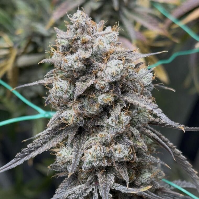 Night Owl Seeds Banana Milk Qookies Auto cannabis plant image 1