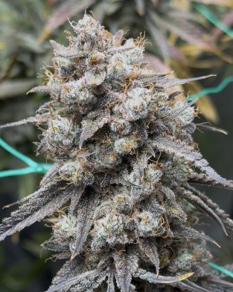 Night Owl Seeds Banana Milk Qookies Auto cannabis plant image 1