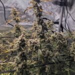 Night Owl Seeds Banana Milk Qookies Auto cannabis plant image 2