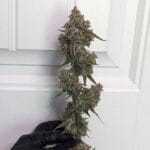Night Owl Seeds Banana Milk Qookies Auto cannabis plant image 3