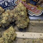 Night Owl Seeds Banana Milk Qookies Auto cannabis plant image 4