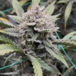 Night Owl Seeds Banana OG Auto F4 cannabis plant image 1