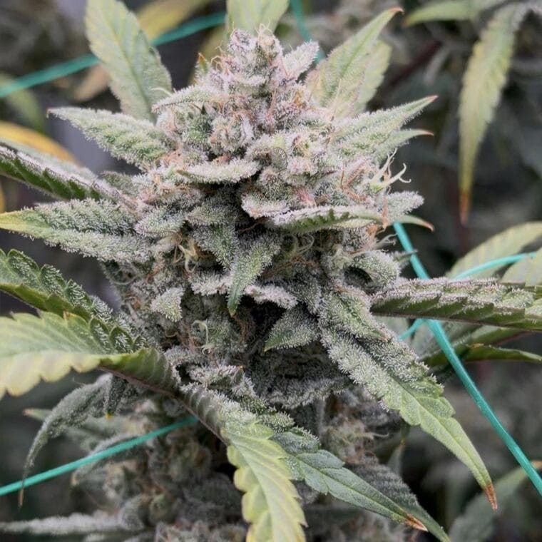 Night Owl Seeds Banana OG Auto F4 cannabis plant image 1