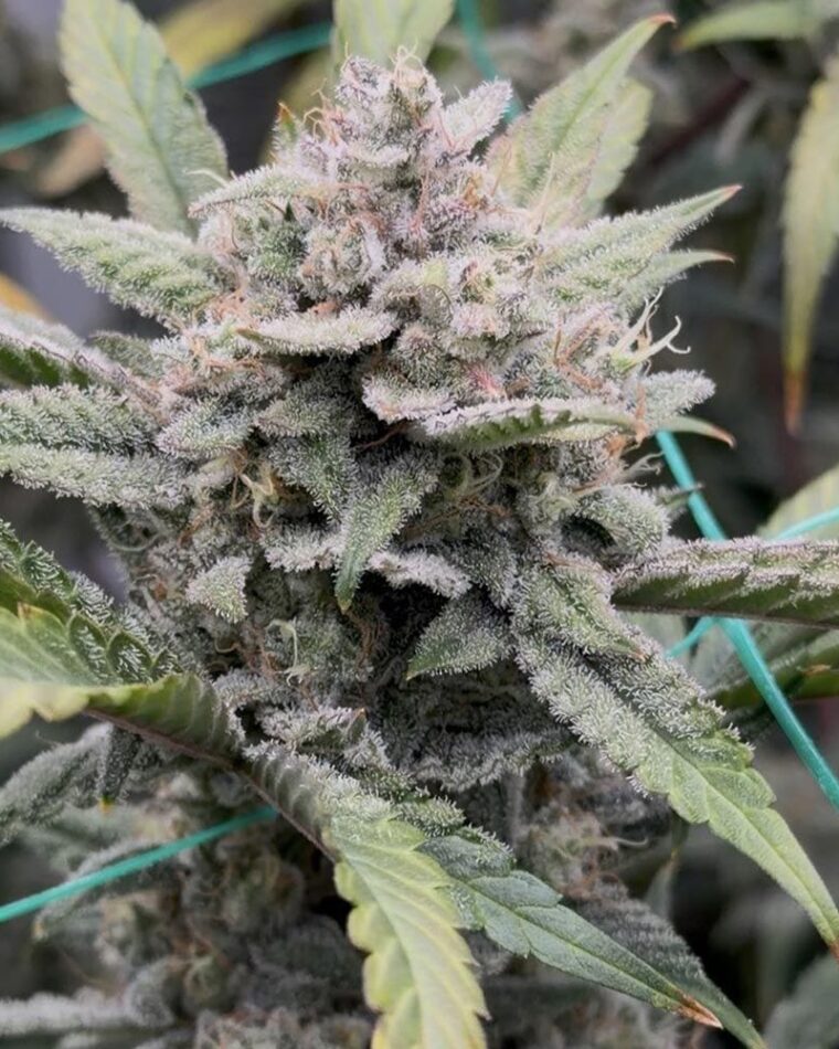 Night Owl Seeds Banana OG Auto F4 cannabis plant image 1