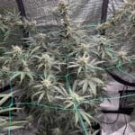Night Owl Seeds Banana OG Auto F4 cannabis plant image 2