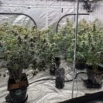 Night Owl Seeds Banana OG Auto F4 cannabis plant image 3