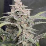 Night Owl Seeds Banana OG Auto F4 cannabis plant image 4