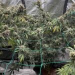 Night Owl Seeds Banana OG Auto F4 cannabis plant image 5