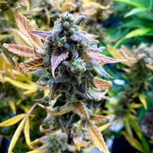 Bruce Bananas Auto