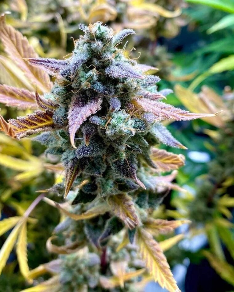 Night Owl Seeds Bruce Bananas Auto cannabis plant image 1