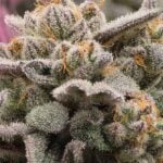 Night Owl Seeds Bruce Bananas Auto cannabis plant image 2