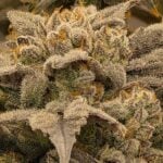Night Owl Seeds Bruce Bananas Auto cannabis plant image 3