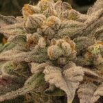 Night Owl Seeds Bruce Bananas Auto cannabis plant image 4