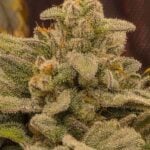 Night Owl Seeds Bruce Bananas Auto cannabis plant image 5