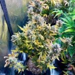 Night Owl Seeds Bruce Bananas Auto cannabis plant image 6