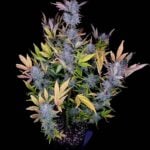Night Owl Seeds Bruce Bananas Auto cannabis plant image 7