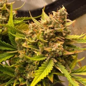 Chem n Qoolaid Auto