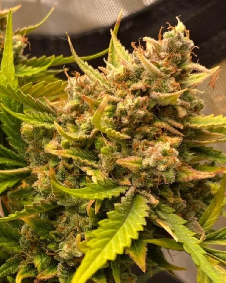 Night Owl Seeds Chem n Qoolaid Auto cannabis plant image 1