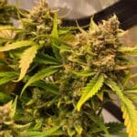 Night Owl Seeds Chem n Qoolaid Auto cannabis plant image 2