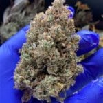Night Owl Seeds Chem n Qoolaid Auto cannabis plant image 3