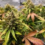 Night Owl Seeds Chem n Qoolaid Auto cannabis plant image 4