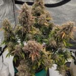 Night Owl Seeds Compound V Auto cannabis plant image 1