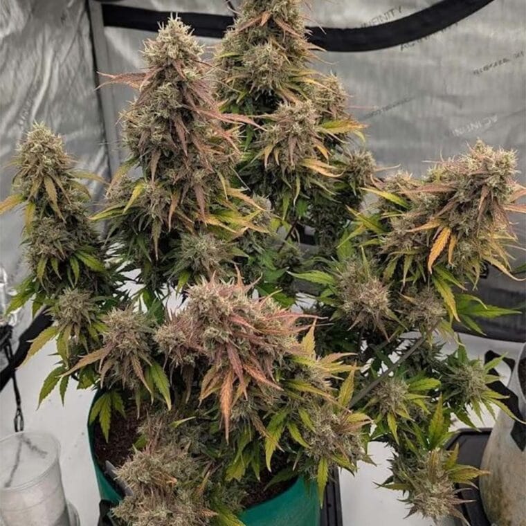 Night Owl Seeds Compound V Auto cannabis plant image 1