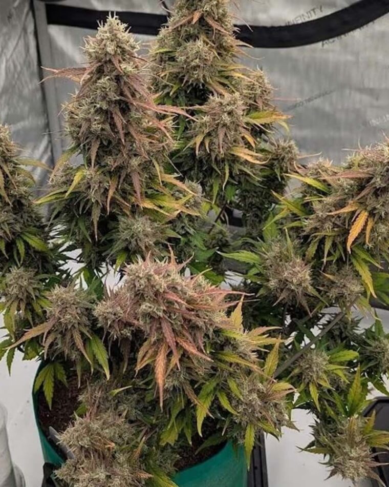 Night Owl Seeds Compound V Auto cannabis plant image 1