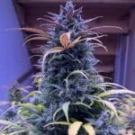 Night Owl Seeds Compound V Auto cannabis plant image 2